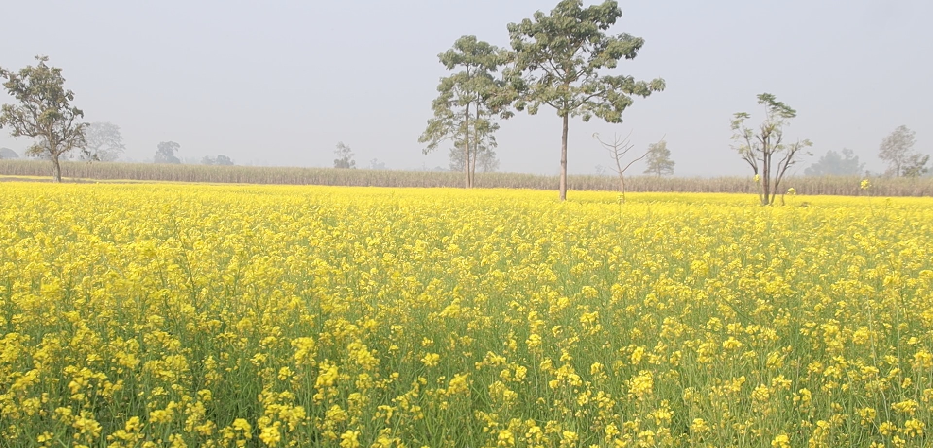 तोरी खेतीमा किसानहरूको आकर्षण बढ्दै (भिडियो रिपोर्ट सहित)